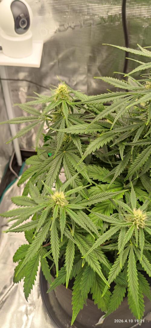 Lemon Cherry Gelato Auto R3. Week 7