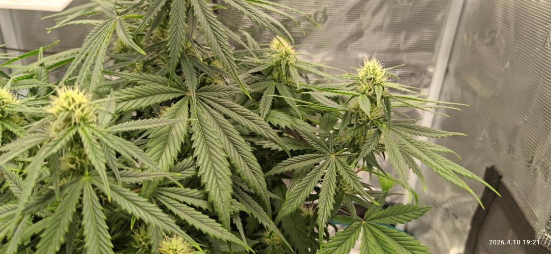 Lemon Cherry Gelato Auto R3. Week 7
