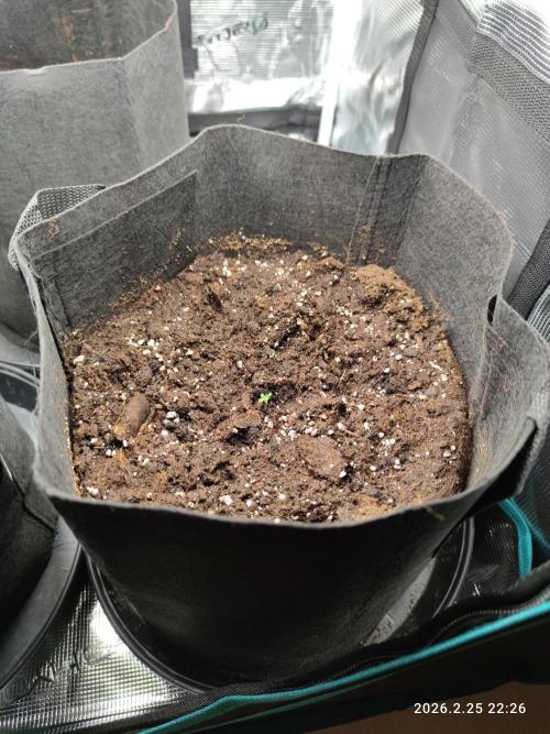 Lemon Cherry Gelato Auto R3. Week 7