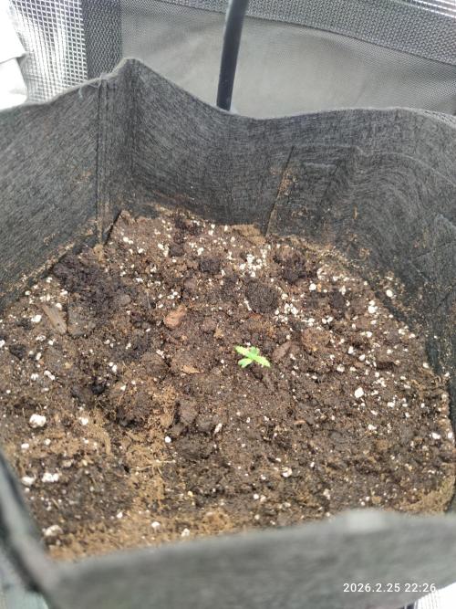 Lemon Cherry Gelato Auto R3. Week 7