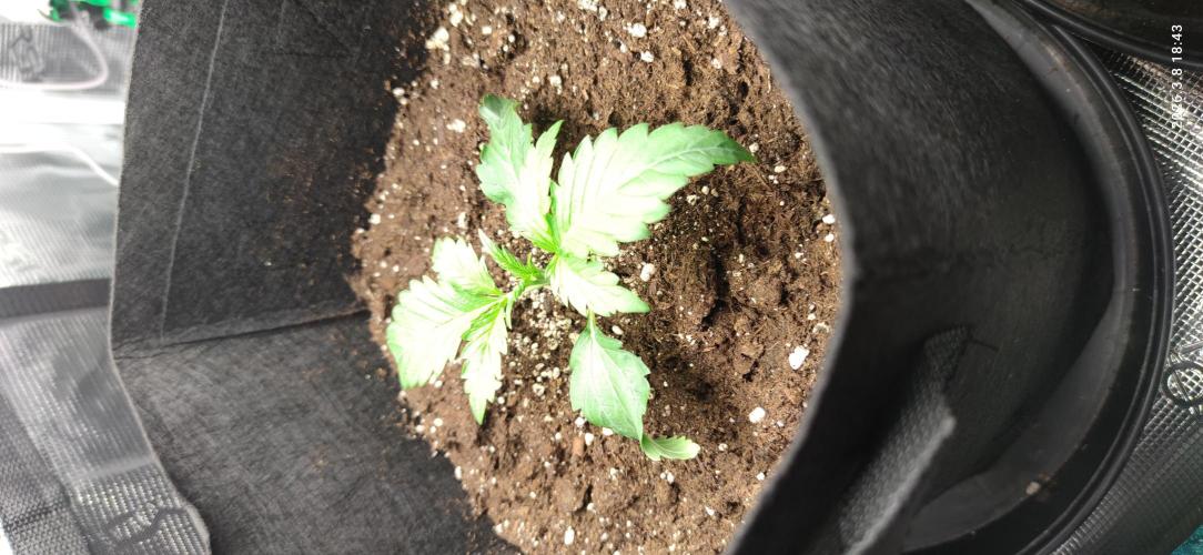 Lemon Cherry Gelato Auto R3. Week 7