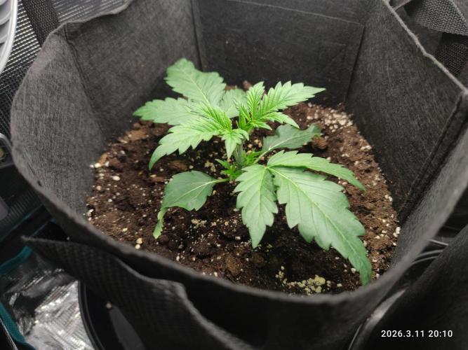 Lemon Cherry Gelato Auto R3. Week 7
