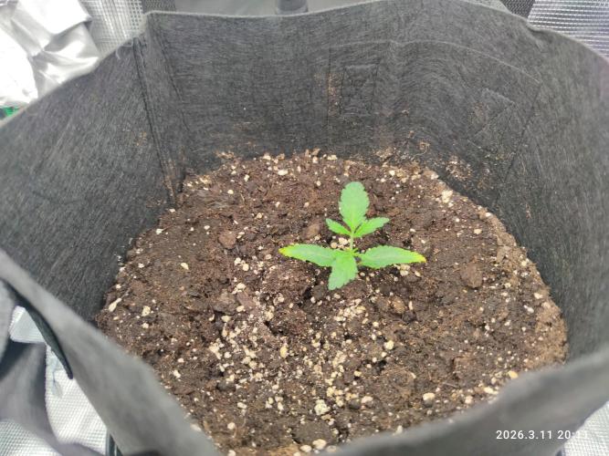 Lemon Cherry Gelato Auto R3. Week 7