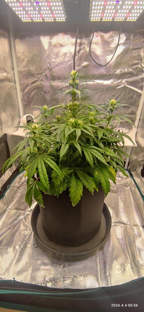 Lemon Cherry Gelato Auto R3. Week 7