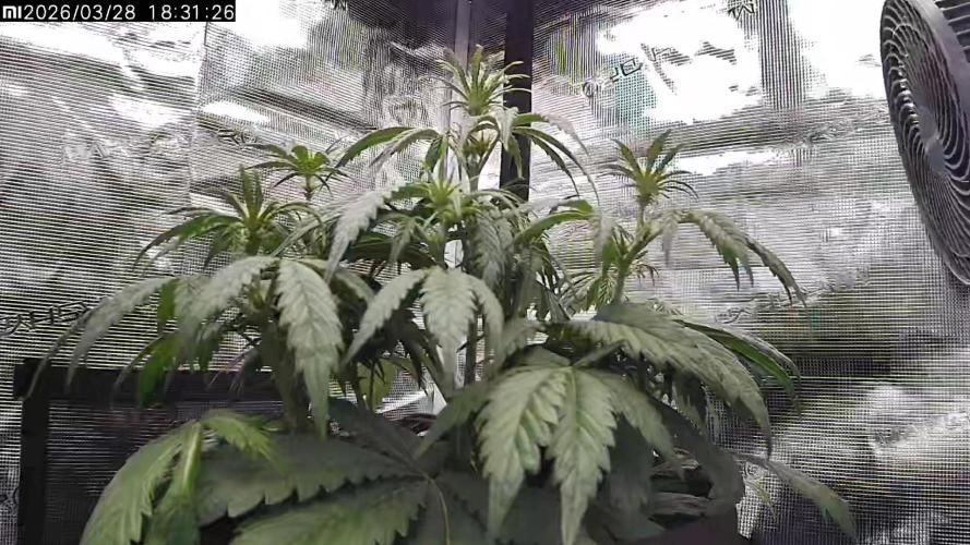 Lemon Cherry Gelato Auto R3. Week 7