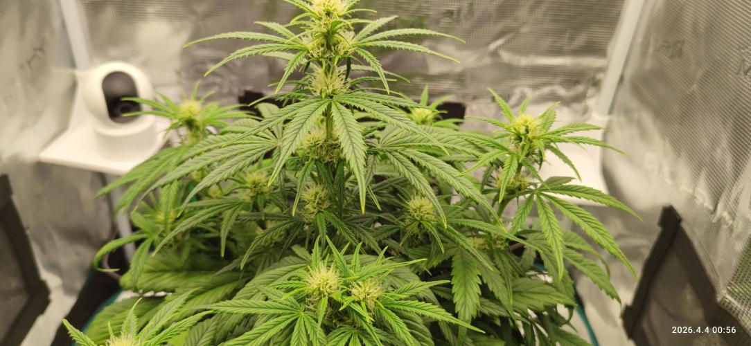 Lemon Cherry Gelato Auto R3. Week 7