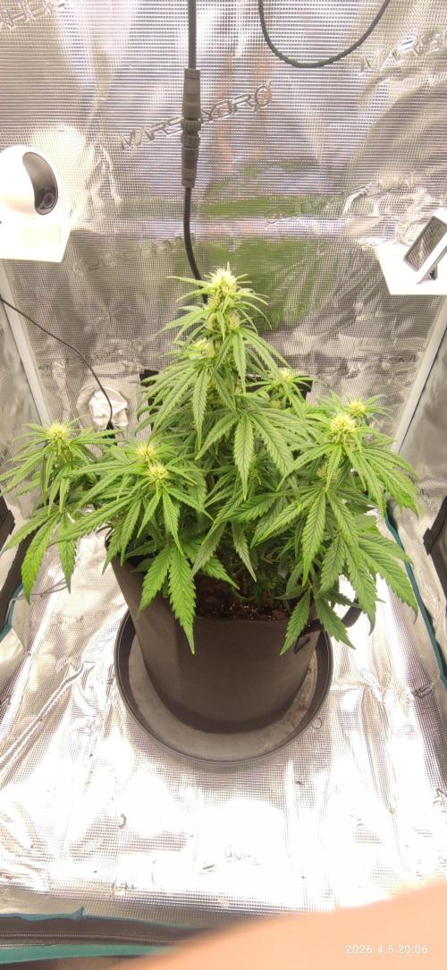 Lemon Cherry Gelato Auto R3. Week 7