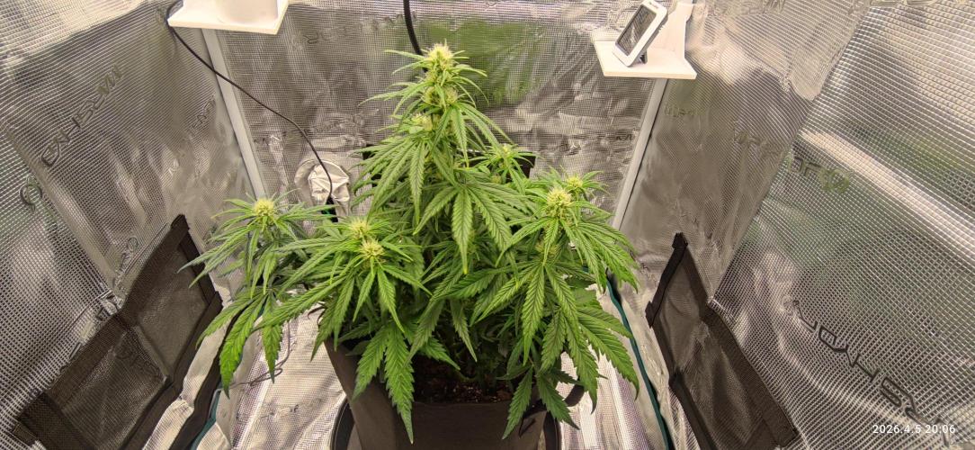 Lemon Cherry Gelato Auto R3. Week 7