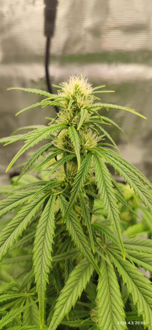 Lemon Cherry Gelato Auto R3. Week 7