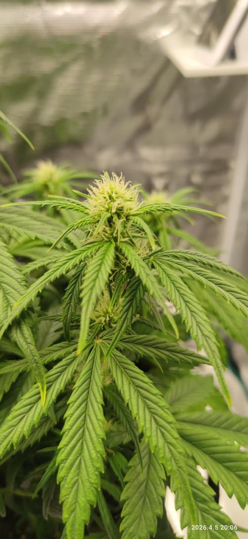 Lemon Cherry Gelato Auto R3. Week 7