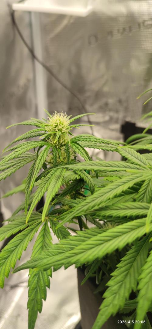 Lemon Cherry Gelato Auto R3. Week 7