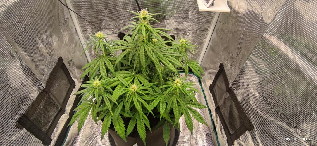 Lemon Cherry Gelato Auto R3. Week 7