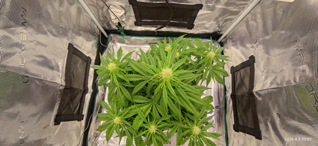 Lemon Cherry Gelato Auto R3. Week 7