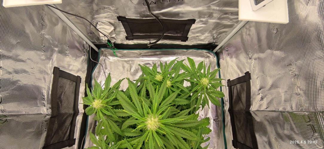 Lemon Cherry Gelato Auto R3. Week 7