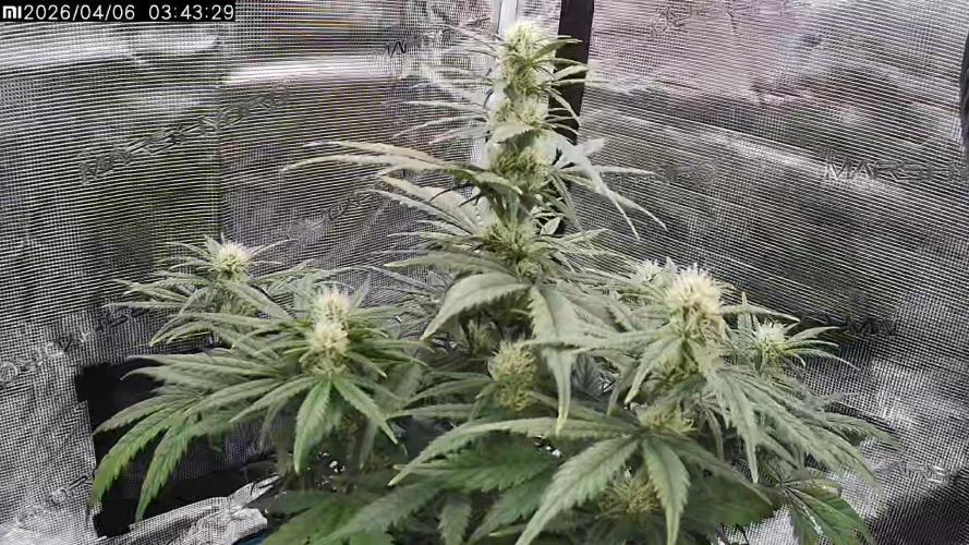 Lemon Cherry Gelato Auto R3. Week 7
