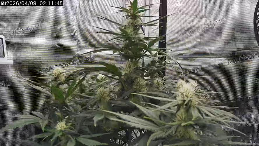 Lemon Cherry Gelato Auto R3. Week 7