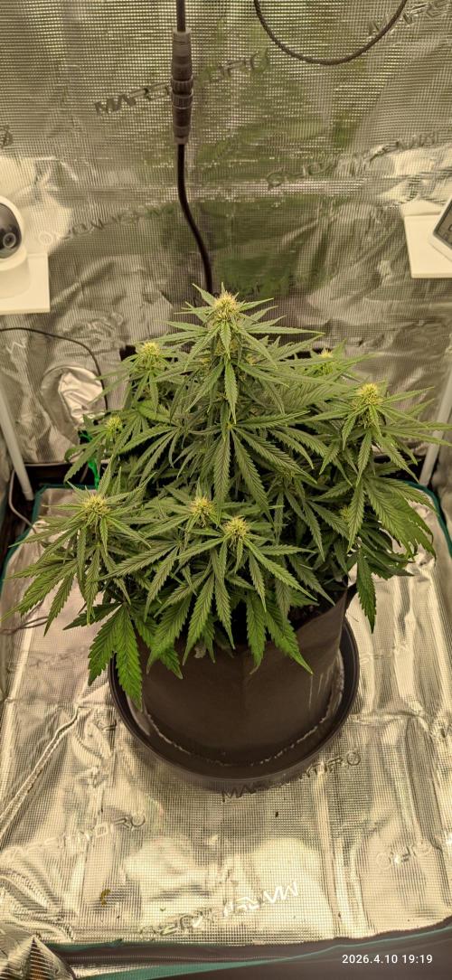 Lemon Cherry Gelato Auto R3. Week 7