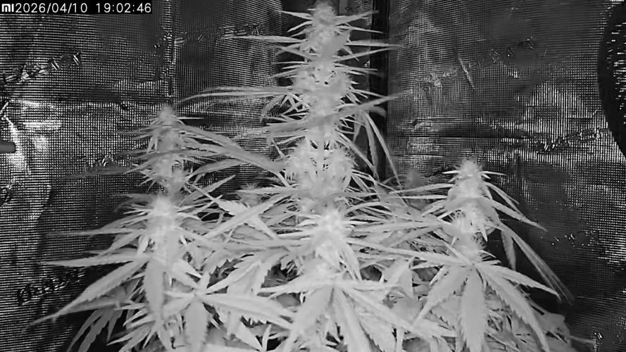 Lemon Cherry Gelato Auto R3. Week 7