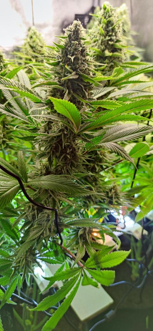 Previously grown Ethos Grandpa's Stash. Week 18