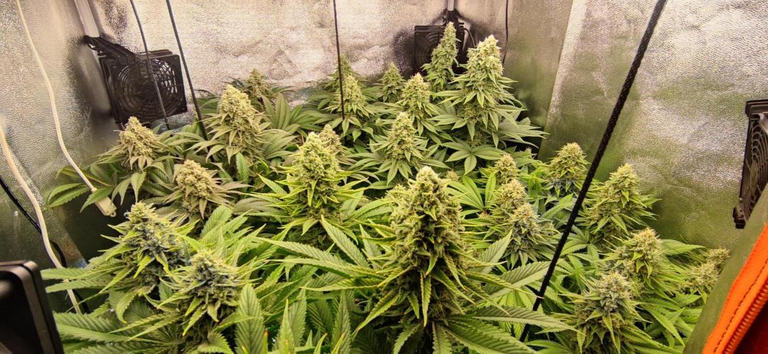 Previously grown Ethos Grandpa's Stash. Week 18