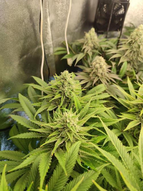 Previously grown Ethos Grandpa's Stash. Week 18
