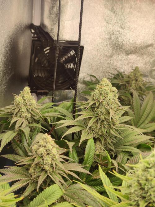Previously grown Ethos Grandpa's Stash. Week 18