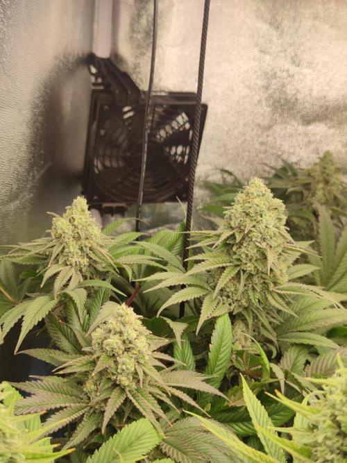 Previously grown Ethos Grandpa's Stash. Week 18