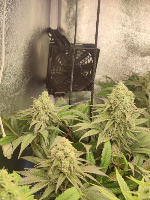 Previously grown Ethos Grandpa's Stash. Week 18
