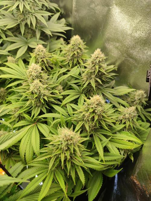 Previously grown Ethos Grandpa's Stash. Week 18