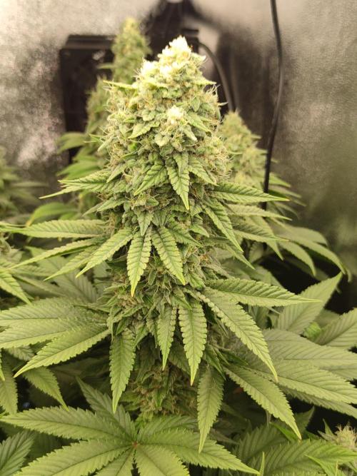 Previously grown Ethos Grandpa's Stash. Week 18