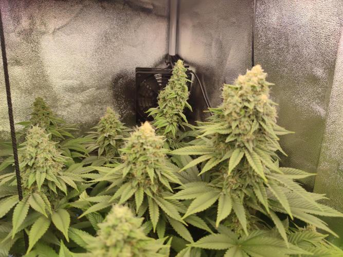 Previously grown Ethos Grandpa's Stash. Week 18