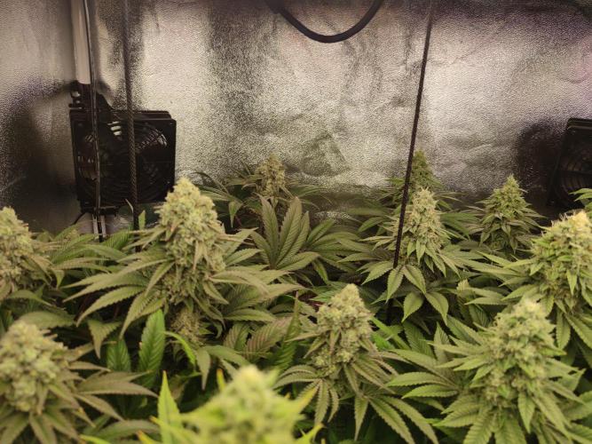 Previously grown Ethos Grandpa's Stash. Week 18