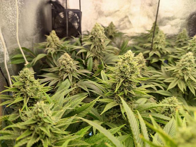 Previously grown Ethos Grandpa's Stash. Week 18