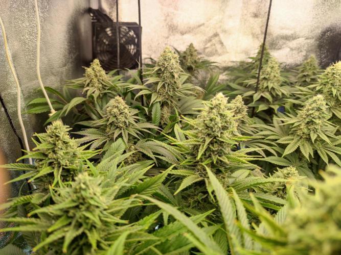Previously grown Ethos Grandpa's Stash. Week 18