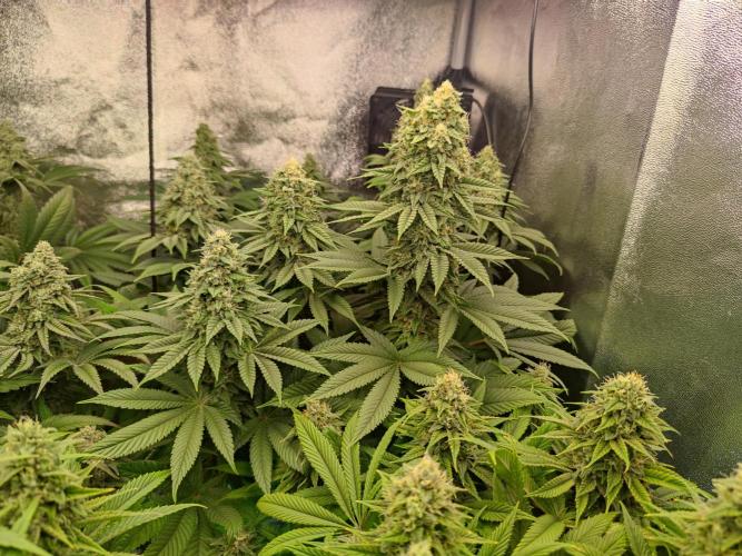 Previously grown Ethos Grandpa's Stash. Week 18