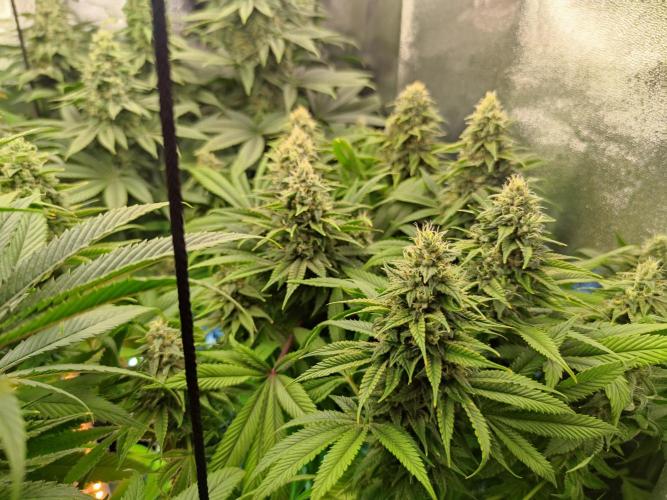 Previously grown Ethos Grandpa's Stash. Week 18