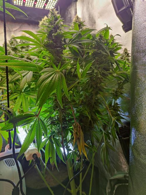 Previously grown Ethos Grandpa's Stash. Week 18