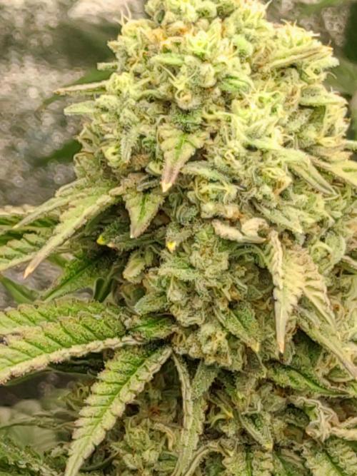 Previously grown Ethos Grandpa's Stash. Week 18