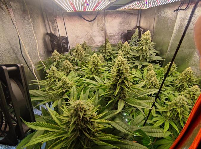 Previously grown Ethos Grandpa's Stash. Week 18