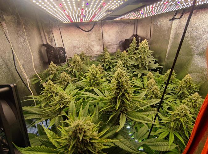 Previously grown Ethos Grandpa's Stash. Week 18