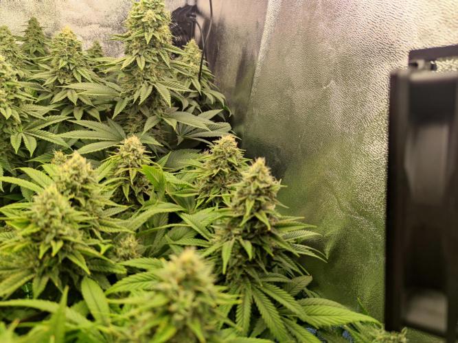 Previously grown Ethos Grandpa's Stash. Week 18