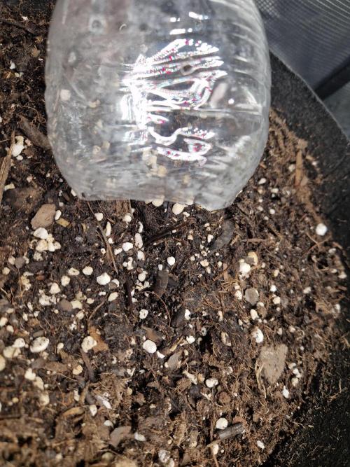 Moonstone. Week 0 - Nothing to see yet. 