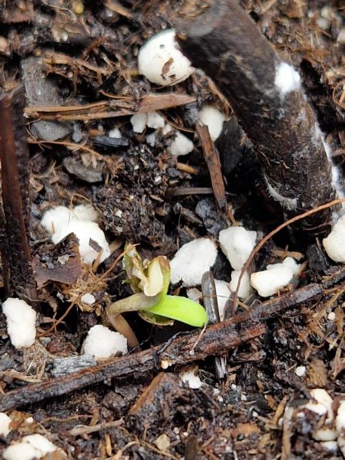 Moonstone. Week 0 - Blackberry #1