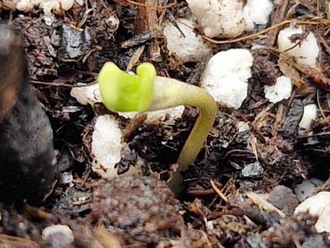 Moonstone. Week 0 - Blackberry #2