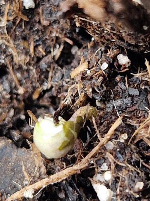 Moonstone. Week 0 - Blackberry #3