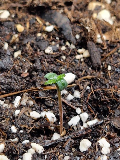 Moonstone. Week 0 - BB #1