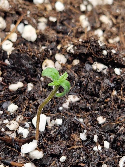 Moonstone. Week 0 - BB #2