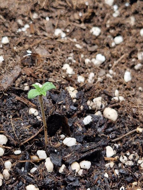 Moonstone. Week 0 - BB #3
