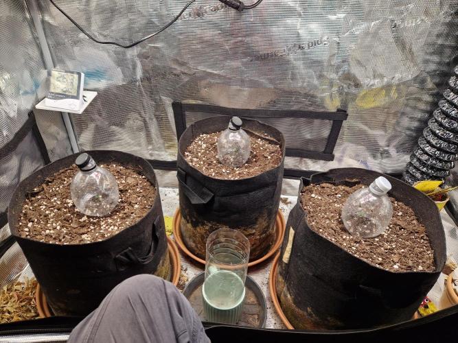 Moonstone. Week 0 - All of them babies