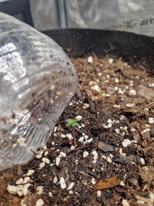 Moonstone. Week 1 - 13.04.26 